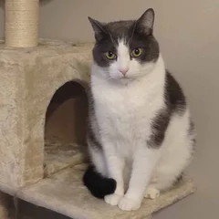Fitz, a gray and white cat, sitting in a cat tree