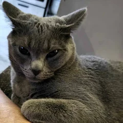 Luna, a gray cat
