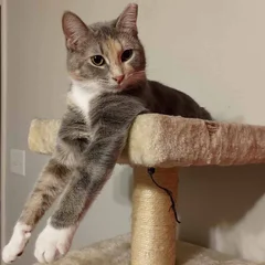 Sundae, a calico cat, lounging on a cat tree