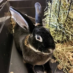 Theodore, a black rabbit